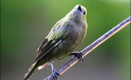 Avian And Attributes –&nbsp;Palm