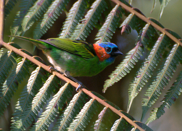 Red-necked Tanager (Tangara cyanocephala) by Dario Sanches