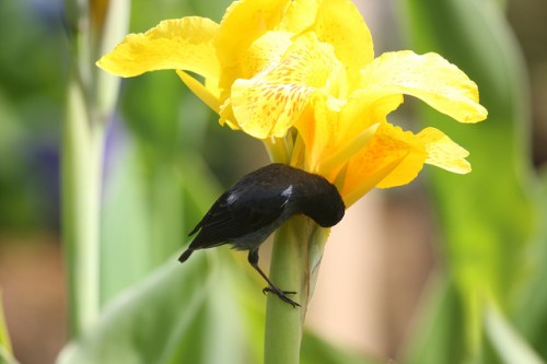 Slaty Flowerpiercer (Diglossa plumbea) ©©ornitholoco