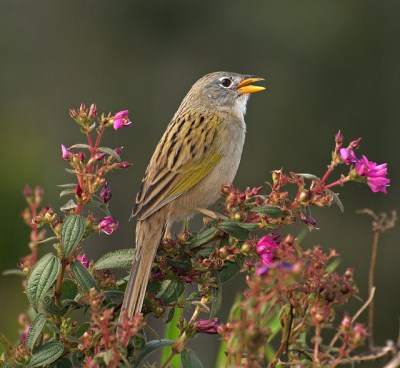 Wedge-tailed Grass Finch (Emberizoides herbicola) by Dario Sanches