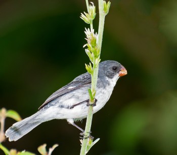White-bellied Seedeater (Sporophila leucoptera) by Dario Sanches