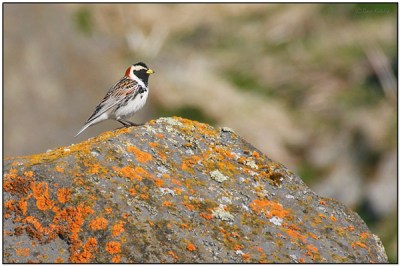 Lapland Longspur (Calcarius lapponicus) by Daves BirdingPix