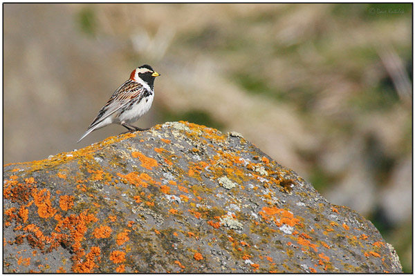 Lapland Longspur (Calcarius lapponicus) by Daves BirdingPix