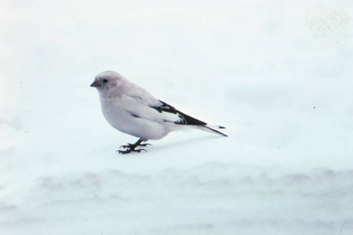 McKay's Bunting (Plectrophenax hyperboreus) ©USFWS