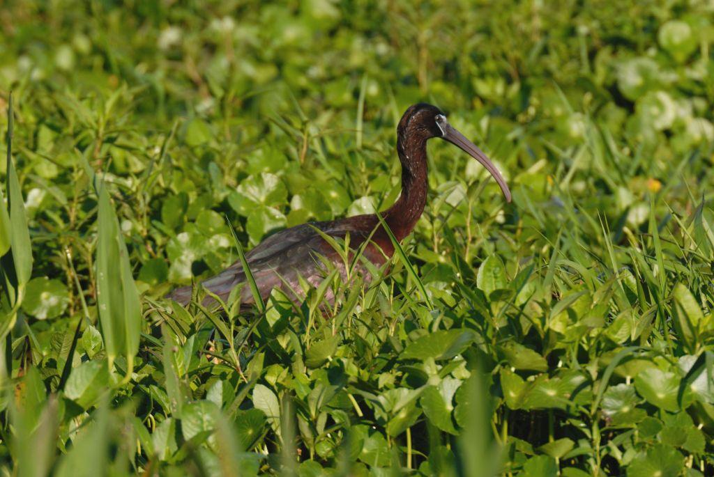 Glossy Ibis (Plegadis falcinellus) by Dan's Pix