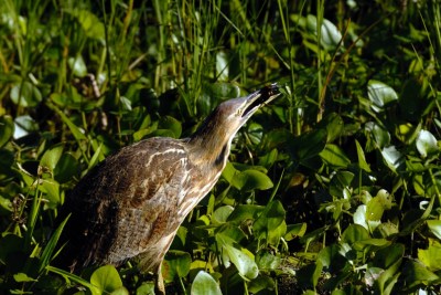 American Bittern (Botaurus lentiginosus) by Dans Pix
