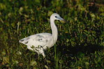 Little Blue Heron (Egretta caerulea) imm by Dan's Pix