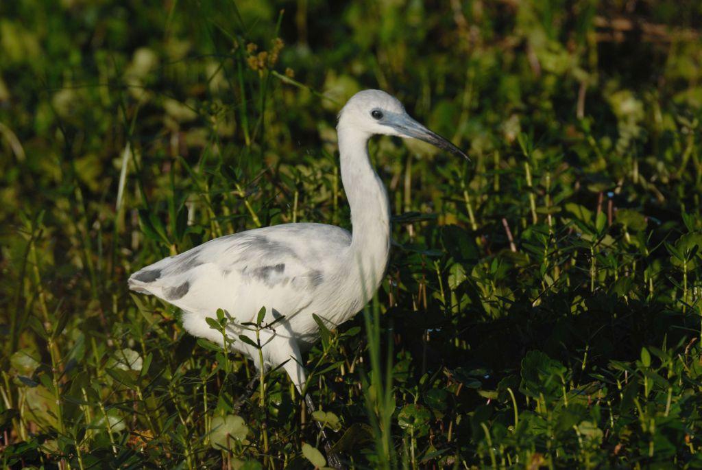 Little Blue Heron (Egretta caerulea) imm by Dan's Pix