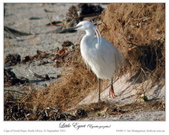 Little Egret (Egretta garzetta) by Ian