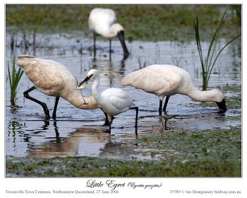 Little Egret (Egretta garzetta) by Ian