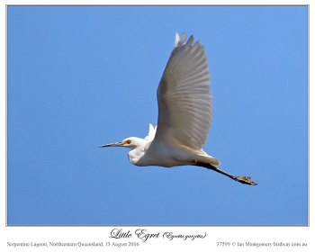 Little Egret (Egretta garzetta) by Ian