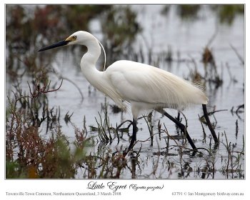 Little Egret (Egretta garzetta) by Ian