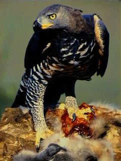 Crowned Eagle (Stephanoaetus coronatus) ©WikiC