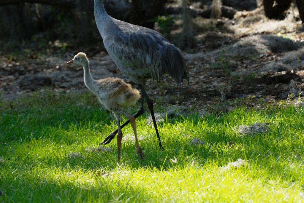 Sandhill Crane (Grus canadensis)and young (4) by Dan's Pix