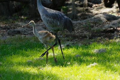 Sandhill Crane (Grus canadensis)and young (4) by Dan's Pix