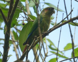 Blood-eared Parakeet (Pyrrhura hoematotis) ©©barloventomagico