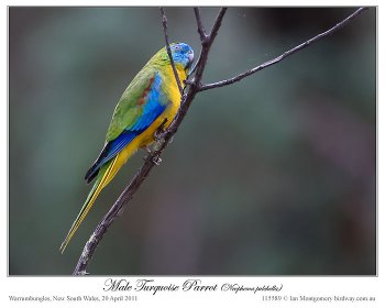 Turquoise Parrot (Neophema pulchella) by Ian