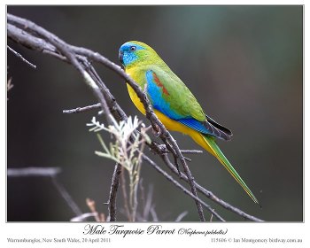 Turquoise Parrot (Neophema pulchella) by Ian