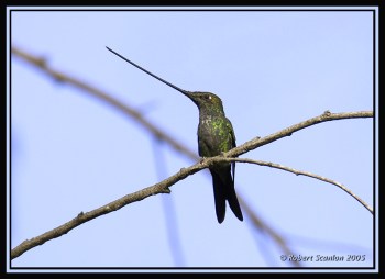 Sword-billed Hummingbird (Ensifera ensifera) by Robert Scanlon Sword-billed Hummingbird (Ensifera ensifera) by Robert Scanlon