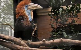 Working On The New Update to&nbsp;I.O.C.