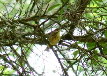 Unknown Warbler by Lee