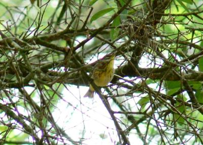 Unknown Warbler by Lee