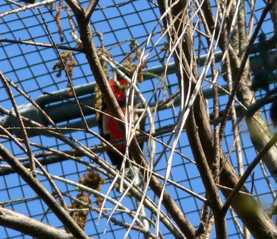 Bearded Barbet (Lybius dubius) by Lee
