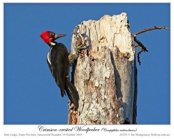 Crimson-crested Woodpecker (Campephilus melanoleucos) by Ian