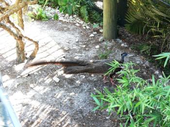 Great Argus (Argusianus argus argus) (Great Malay Argus P) by Lee at LPZ