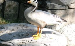 If Dogs Could Fly:  More than Wings are Needed for Flying&nbsp;High!