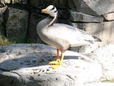 Bar-headed Goose (Anser indicus) by Lee LPZ