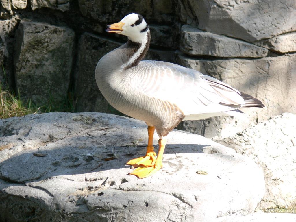 Bar-headed Goose (Anser indicus) by Lee LPZ