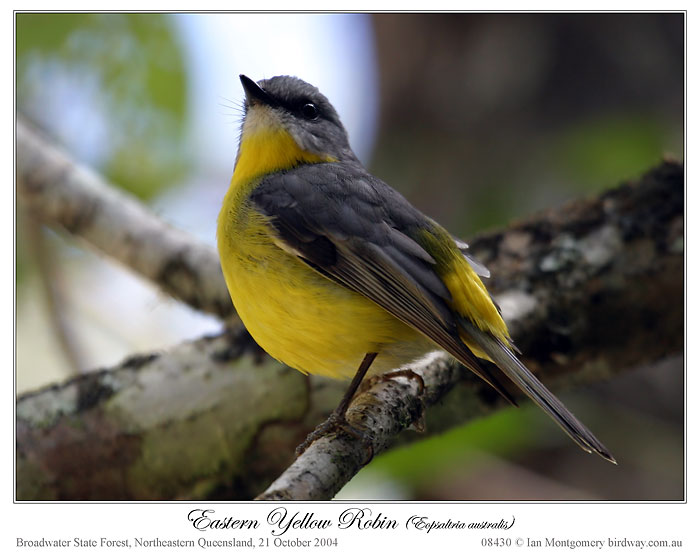 Eastern Yellow Robin (Eopsaltria australis) by Ian