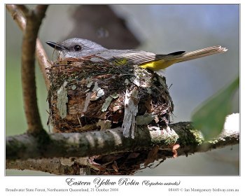Eastern Yellow Robin (Eopsaltria australis) by Ian