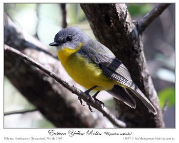 Eastern Yellow Robin (Eopsaltria australis) by Ian