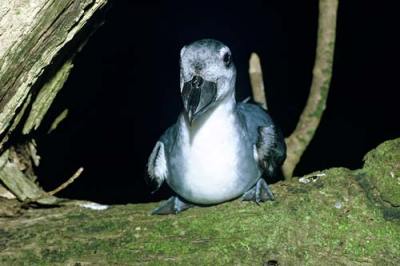 Broad-billed Prion (Pachyptila vittata) ©www.TeAra.govt.nz