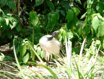 African Sacred Ibis (Threskiornis aethiopicus) by Lee LPZ African Sacred Ibis (Threskiornis aethiopicus) by Lee LPZ