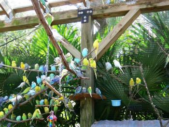 Budgerigar (Melopsittacus undulatus) by Lee LPZ