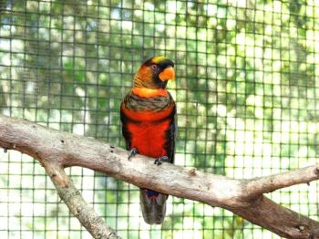 Dusky Lory (Pseudeos fuscata) by Lee at LPZoo