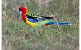 Helps For Updating Bird List To I.O.C. Version&nbsp;5.3