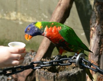 Lorikeet being feed by youngster at Lowry Pk Zoo