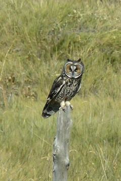 Long-eared Owl (Asio otus) by Derek Long-eared Owl (Asio otus) by Derek
