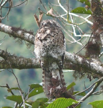 Andean Potoo (Nyctibius maculosus) on a branch ©WikiC