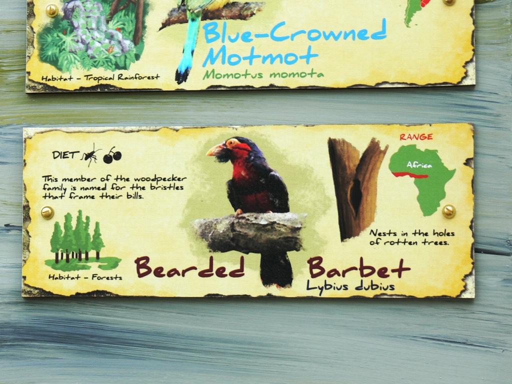 Bearded Barbet Sign