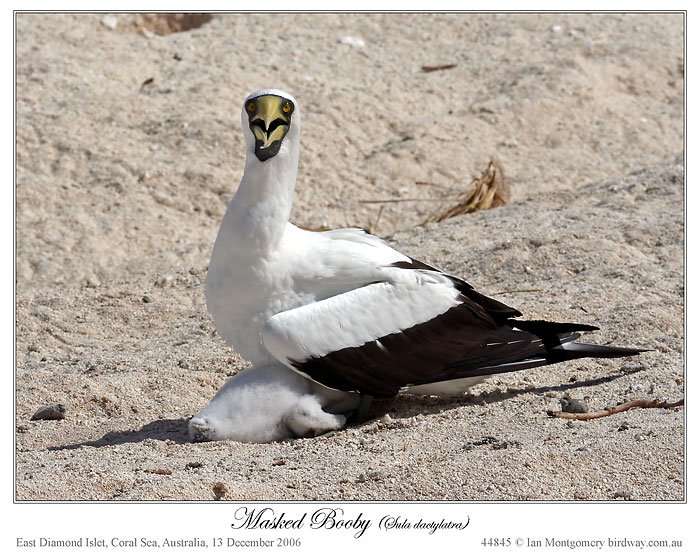 Masked Booby (Sula dactylatra) by Ian