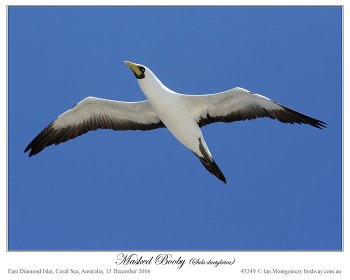 Masked Booby (Sula dactylatra) by Ian