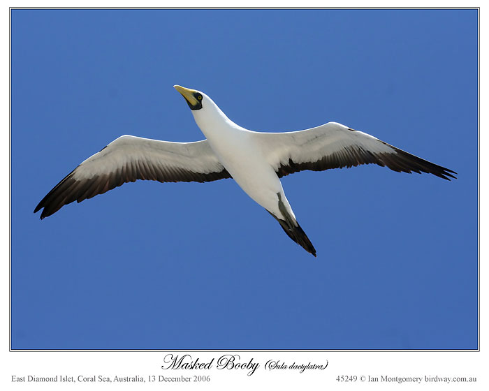 Masked Booby (Sula dactylatra) by Ian