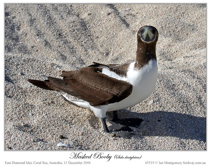 Masked Booby (Sula dactylatra) by Ian