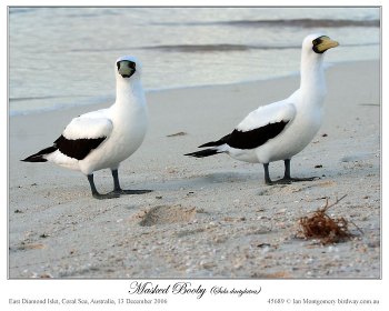 Masked Booby (Sula dactylatra) by Ian