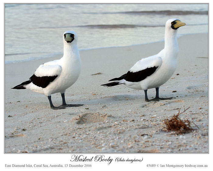 Masked Booby (Sula dactylatra) by Ian